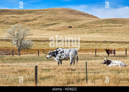 Picture of Texas Longhorns grazing on a dry autumn pasture. Stock Photo