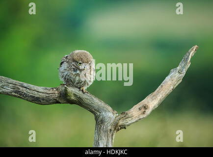 Little Owl (Athene noctua) North Yorkshire, England. Stock Photo