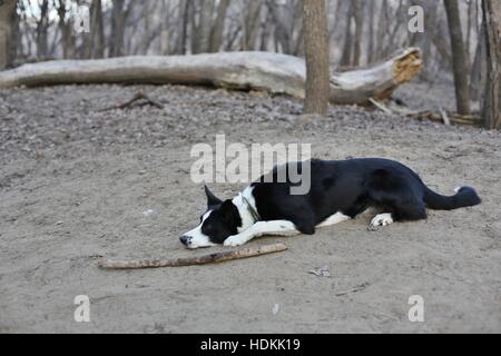 A black and white dog lying next to a stick in a park. Stock Photo