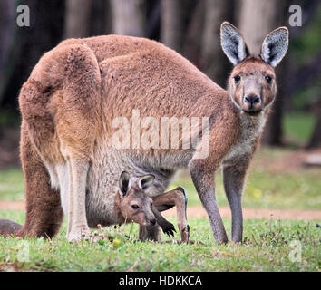 Western grey kangaroo Macropus fuliginosus with joey in her pouch near Albany in Western Australia Stock Photo