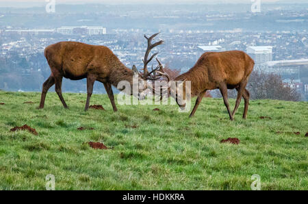 Mature red deer Cervus elaphus stags locking antlers at Ashton Court Bristol with the city behind them