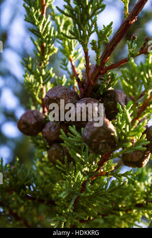 cones or seed pods on a coastal cypress tree with soft texture and green color Stock Photo