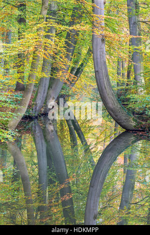 Autumn tree trunks with mirror image in european forest stream Stock Photo