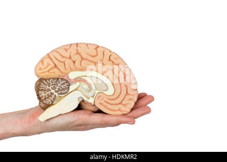 Hand holding left brain hemisphere isolated on white background Stock Photo