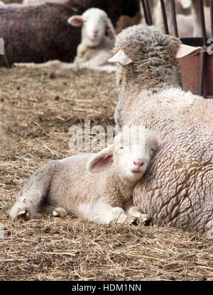 Lamb Lullaby Stock Photo