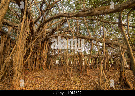 Tree of Life, Amazing Banyan Tree in morning sunlight Stock Photo