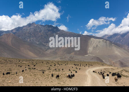 Beautiful mountain landscape with grazing goats on the way from Muktinath to Kagbeni in lower Mustang District, Nepal. Stock Photo