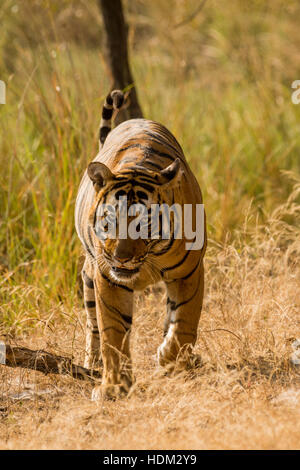 Bengal tiger (PACMAN) in morning sunlight on a misty day walking towards lake Stock Photo