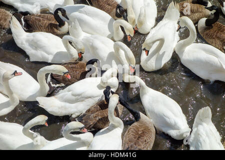 Mute swans and Canada geese engage in a feeding frenzy on the river Avon, Warwickshire, England, UK Stock Photo