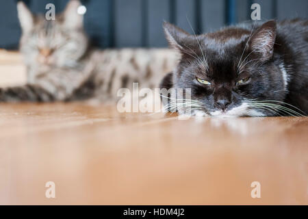 Image of black and white grumpy cat with tabby friend in background. Stock Photo