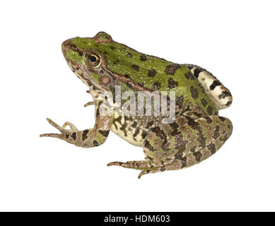 Levant Water Frog - Pelophylax bedriague Stock Photo