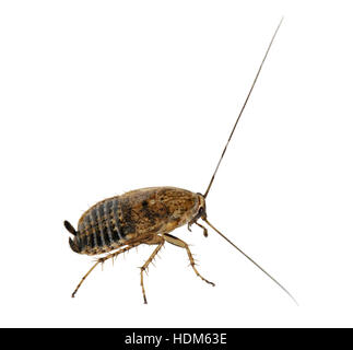 Lesser Cockroach - Ectobius panzeri - female Stock Photo