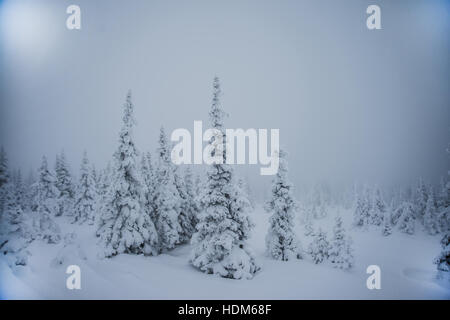 Trees covered with hoarfrost and snow in mountains. Mysterious winter landscape majestic mountains in winter. Magical winter snow covered tree. Winter Stock Photo