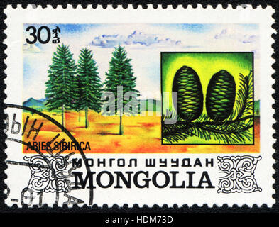 A postage stamp printed in MONGOLIA  shows  a Abies Sibirica, 1982 Stock Photo