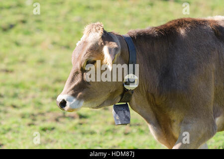 Brown Swiss breed cow grazing on summer sunlight pasturage meadow on slopes of Alps mountains Stock Photo