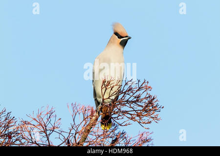 bohemian waxwing (Bobycilla garrulus) feeding on berries of rowan tree, Norfolk, England, UK Stock Photo