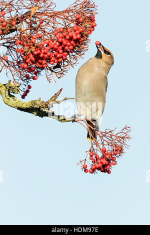bohemian waxwing (Bobycilla garrulus) feeding on berries of rowan tree, Norfolk, England, UK Stock Photo