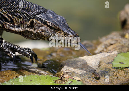 Asian Water Monitor, Varanus salvator, close-up of one emerging from water - showing forked tongue Stock Photo