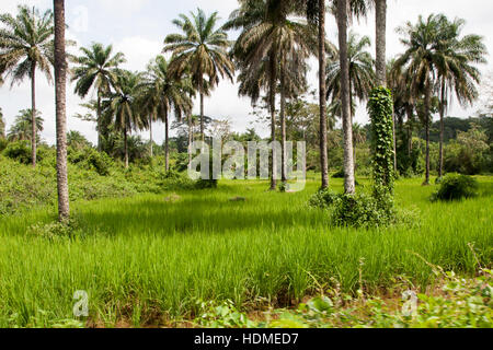 Intensive land use means in Sierra Leone: oil palms stand in rice fields