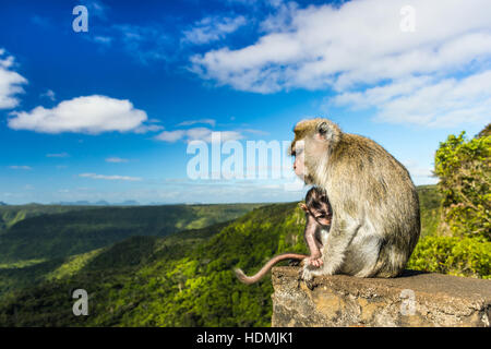 Monkeys at the Gorges viewpoint. Black River Gorges national park. Mauritius. Stock Photo