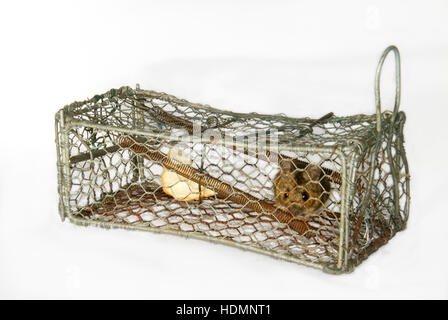 House mouse caught in a humane mouse trap Stock Photo