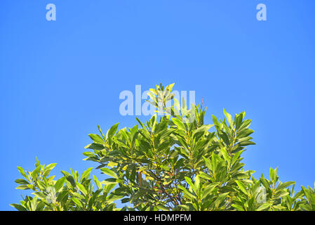 Bright green tree leaves in blue sky with clouds copyspace Stock Photo