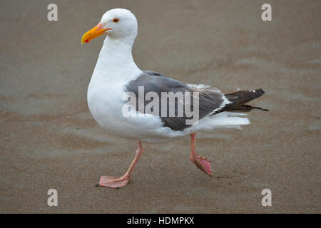 American herring gull (Larus smithsonianus syn. Larus argentatus smithsonianus) running on beach, Stinson Beach, California, USA Stock Photo