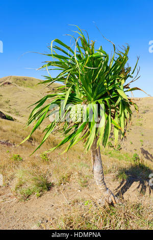 Yucca palm (Yucca) with fruit, Nacula Island, Yasawa, Fiji, South Pacific islands Stock Photo