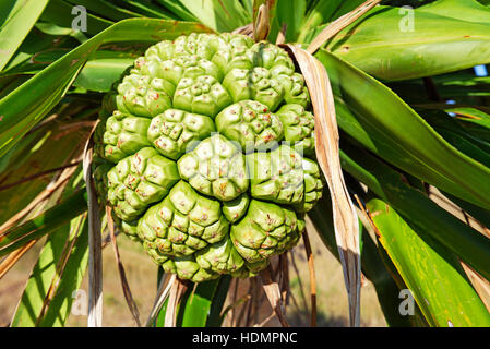 Fruit of yucca palm (Yucca), Nacula Island, Yasawa, Fiji, South Pacific islands Stock Photo