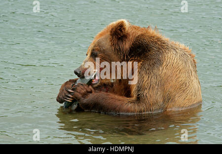 Brown bear (Ursus arctos) eating salmon in water, Kurile Lake, Kamchatka, Russia Stock Photo