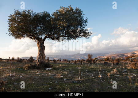 Olive tree in the foothills of the Troodos Mountains, Cyprus Stock Photo