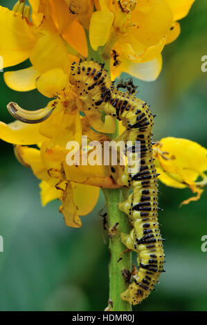 Orange-barred Sulphur (Phoebis philea), caterpillar, Corozal District, Belize Stock Photo