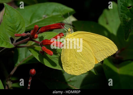 Orange-barred Sulphur (Phoebis philea), Corozal District, Belize Stock Photo