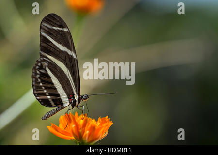 Zebra Longwing or Zebra Heliconian (Heliconius charithonia), on cosmos flower, Corozal District, Belize Stock Photo