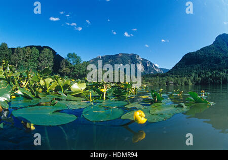 Yellow Water Lily (Nuphar lutea) on the Lunzer See Lake, Lunz am See, Lower Austria, Europe Stock Photo