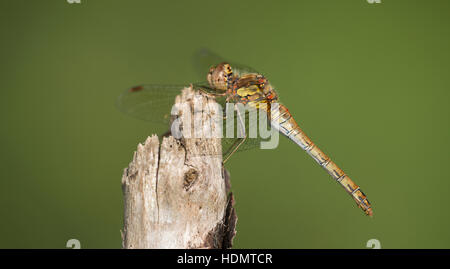 A Common Darter at Rushbush Pond in the New Forest. Stock Photo