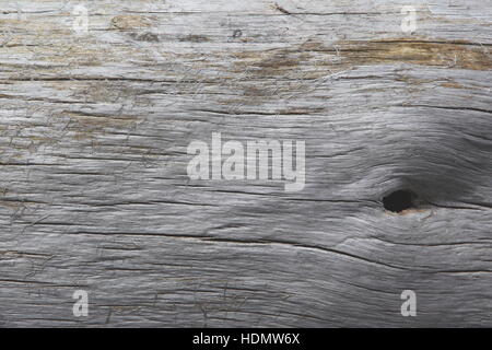 Drift wood log washed up at beach Stock Photo