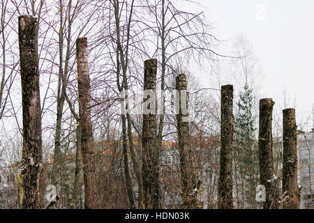 lot old poplar trees with the tops sawn off are standing in a row Stock Photo