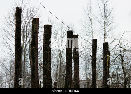 lot old poplar trees with the tops sawn off are standing in a row Stock Photo