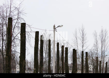 lot old poplar trees with the tops sawn off are standing in a row Stock Photo