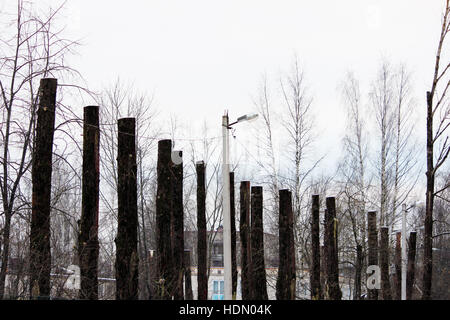 lot old poplar trees with the tops sawn off are standing in a row Stock Photo