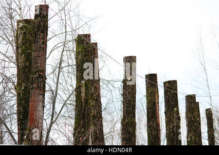 lot old poplar trees with the tops sawn off are standing in a row Stock Photo