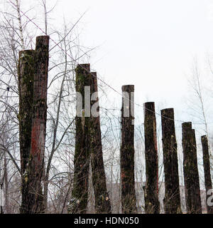 lot old poplar trees with the tops sawn off are standing in a row Stock Photo