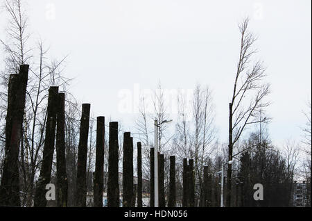 lot old poplar trees with the tops sawn off are standing in a row Stock Photo