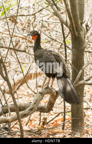 White-winged Guan (Penelope albipennis), critically endangered bird species, at the Chaparri Reserve in northern Peru Stock Photo