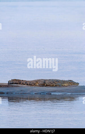 large crocodile lying sandbank Zambezi River big Stock Photo