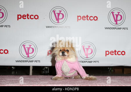 West Hollywood, CA. 12th Dec, 2016. Giggy, At Product launch; Vanderpump Pets, founded by Lisa Vanderpump, At Petco Store In California on December 12, 2016. Credit:  Faye Sadou/Media Punch/Alamy Live News Stock Photo