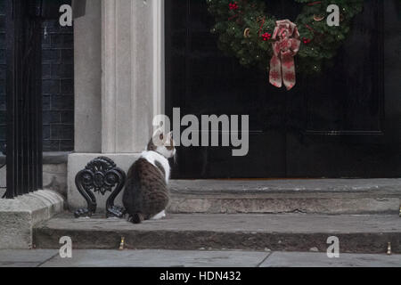 London, UK. 13th Dec, 2016. Larry The Downing Street cat Credit:  amer ghazzal/Alamy Live News Stock Photo