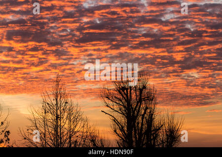 Wimbledon, London, UK. 14th Dec, 2016. The silhouetted shape of trees in Wimbledon during a firesky sunrise creating stunning colours Credit:  amer ghazzal/Alamy Live News Stock Photo