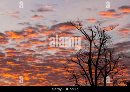 Wimbledon, London, UK. 14th Dec, 2016. The silhouetted shape of a tree in Wimbledon during a firesky sunrise creating stunning colours Credit:  amer ghazzal/Alamy Live News Stock Photo